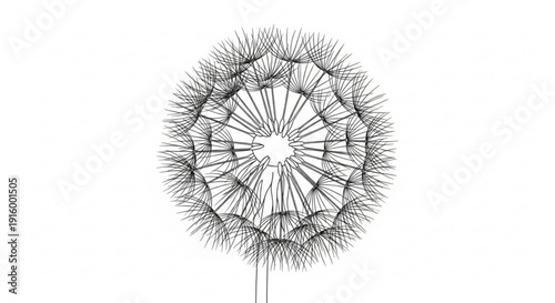Dandelion flower head with seeds on white background detailed botanical illustration