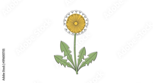 Yellow dandelion flower with green leaves on white background
