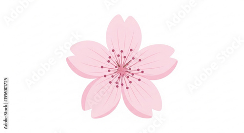 Pink cherry blossom flower illustration on white background