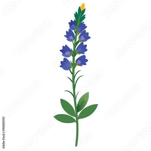 blue flower isolated on white background