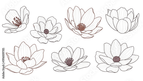 Collection of seven detailed hand-drawn lotus flower illustrations shown from several different perspectives on white ground.