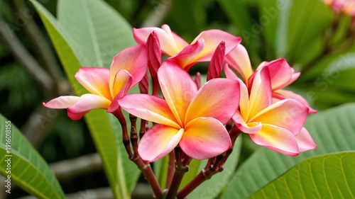 Close-up of vibrant pink, yellow, and red flowers with green leaves. Focus on the petals