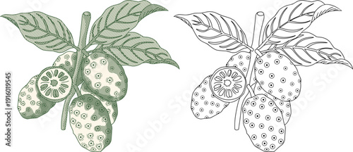 the Noni fruit,as Morinda citrifolia or cheese fruit.classic vintage etching style.for high-end herbal supplement packaging, traditional medicine branding, and organic health products.