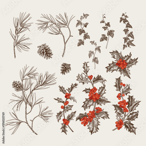 Winter plant set. Vintage hand-drawn botanical elements: pine, holly, ivy, pinecones and berries. Vector illustrations