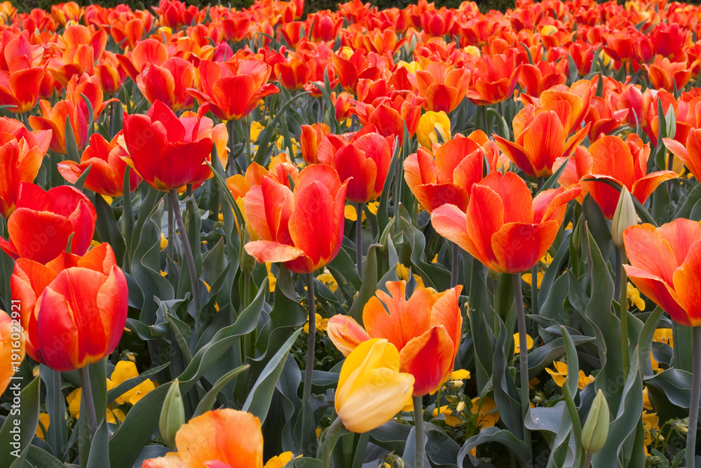 Obraz premium 65021-029.13 Orange and yellow tulips (Tulipa sp), with yellow pansies (Viola sp) MO