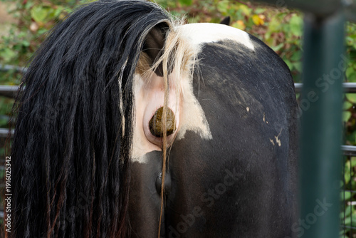 An image of a black and white horse with its tail off to one side while it is pooping.