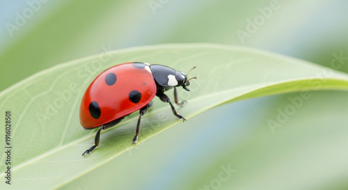 Red Ladybug on Green Leaf Close-up