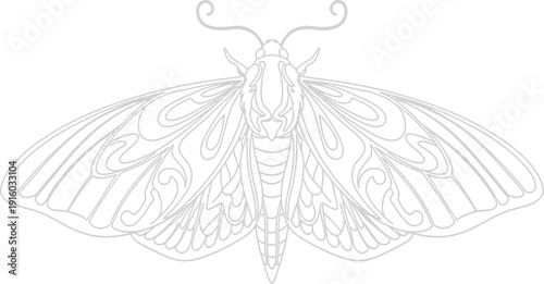 A detailed line drawing of a moth with intricate patterns on its wings