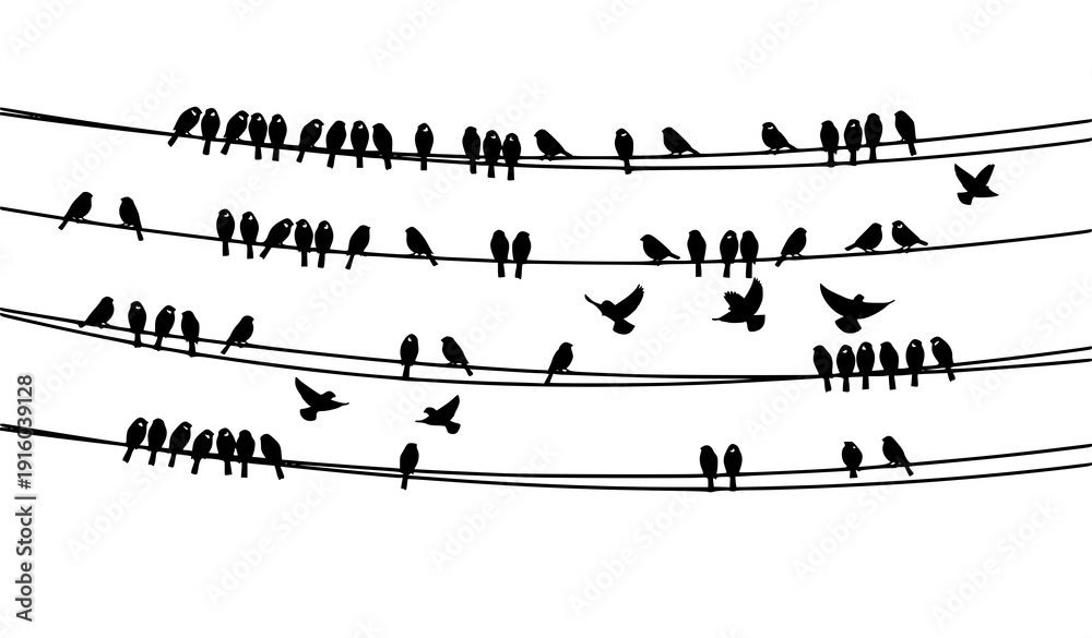 Fototapeta premium Minimal Bird Silhouette Scene with Sparrows and Bullfinches on Power Lines