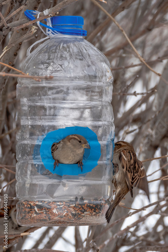 Obraz na płótnie Sparrows at a bird feeder on a winter day