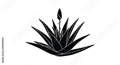 Aloe vera plant with spiky leaves in a dark silhouette