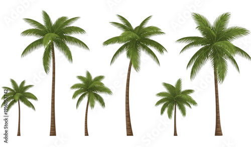 Palm trees vector collection with varying sizes and realistic tropical silhouettes isolated on white background