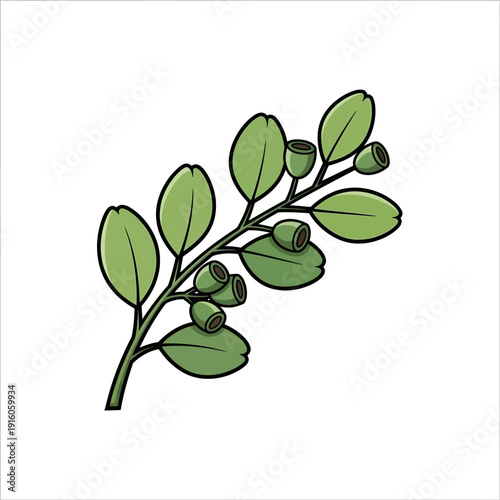Illustration of a Green Eucalyptus Branch with Buds and Leaves