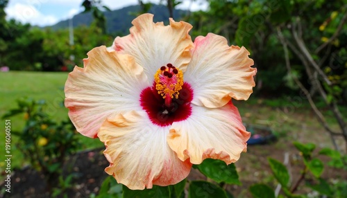 A vibrant, multi-colored hibiscus flower blossoms in soft hues of peach, white, and crimson, against a blurred green background
