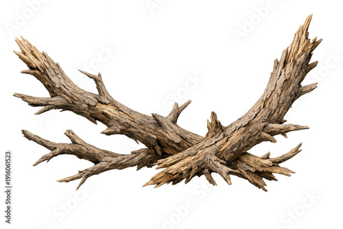 Dry gnarled tree branch creating abstract wood texture and natural pattern, isolated on transparent background