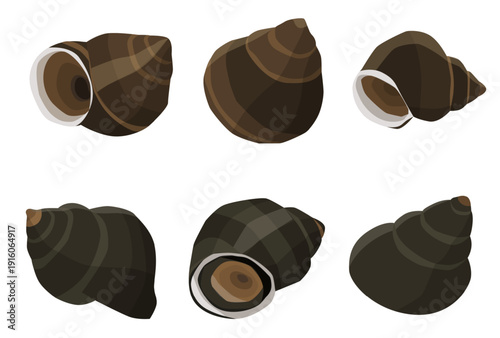 river snail isolated on white background. vector illustration	