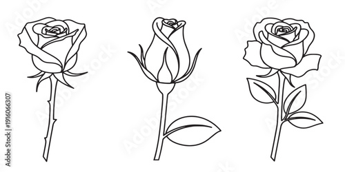 Three distinct line drawings of roses showcasing different stages of bloom Vector