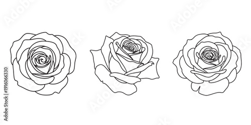 Three distinct line drawings of roses showcasing various stages of bloom Vector