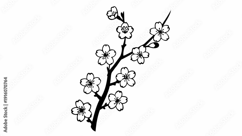 Fototapeta premium Beautiful cherry blossom branch in full bloom