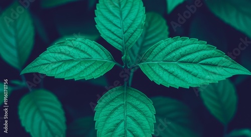 Closeup of Vibrant Green Leaves Dark Background