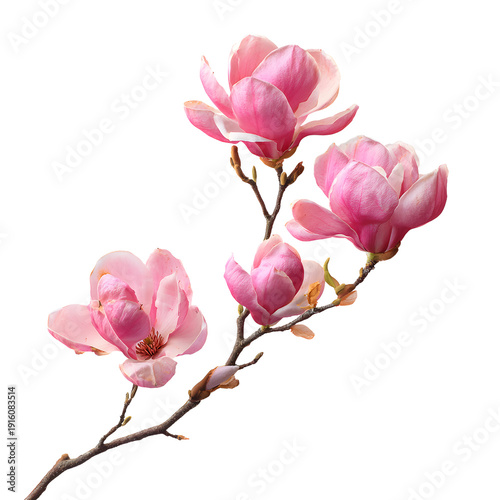 Professional Pink Magnolia Blossoms Branch Isolated Photo Usage