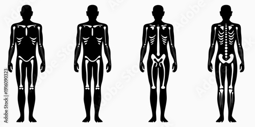 Human anatomy progression muscle circulatory nervous and skeletal systems