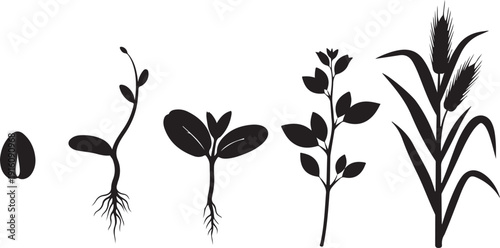 Stages of maize plant growth from seed to mature plant