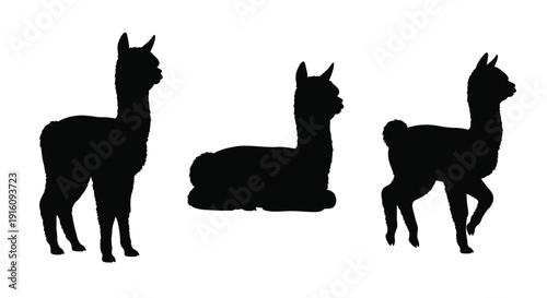 Three llamas in various poses a striking black silhouette