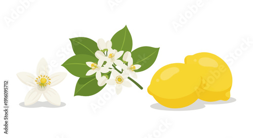 Fresh Yellow Lemons with White Citrus Flowers and Green Leaves Illustration