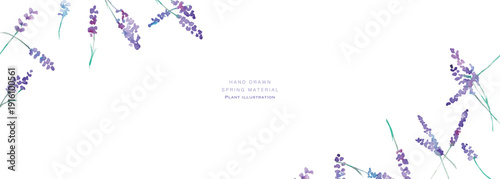 水彩画。水彩タッチのラベンダーベクターイラスト。ラベンダーの春植物背景。Watercolor painting. Watercolor lavender vector illustration. Lavender spring plant background.