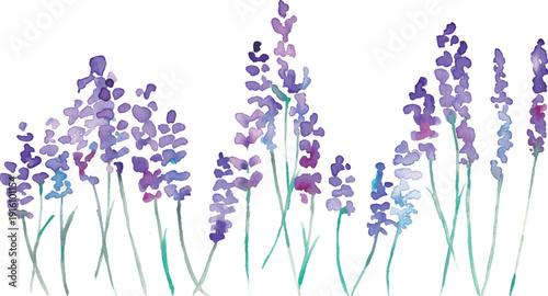 水彩画。水彩タッチのラベンダーベクターイラスト。ラベンダーの春植物背景。Watercolor painting. Watercolor lavender vector illustration. Lavender spring plant background.