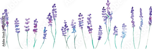 水彩画。水彩タッチのラベンダーベクターイラスト。ラベンダーの春植物背景。Watercolor painting. Watercolor lavender vector illustration. Lavender spring plant background.