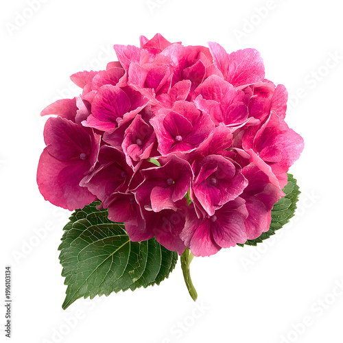 Stunning Pink Hydrangea Flower: Vibrant Petals, Professional Quality