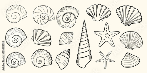 A collection of detailed hand drawn seashells and marine life illustrations