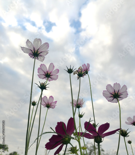 pink flowers on blue sky