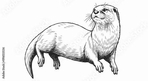 Otter Standing on All Fours Illustration.
