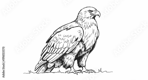 Black and White Illustration of Eagle.