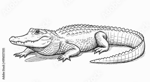 Detailed Black and White Crocodile Illustration.
