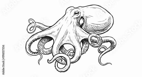 Detailed Black and White Octopus Illustration.