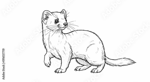 Black and White Ferret Standing Illustration.