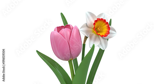 Pink Tulip and White Daffodil with Red and Yellow Center