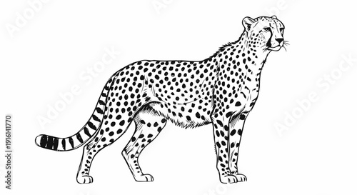 Cheetah Standing Profile Black White Illustration.