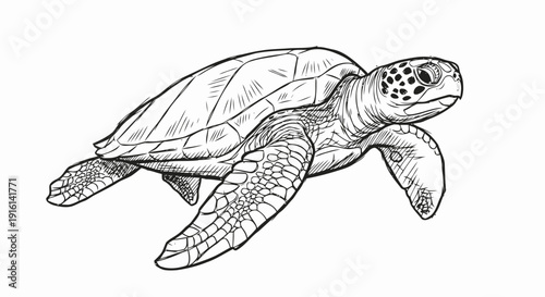 Detailed Black and White Sea Turtle Illustration.