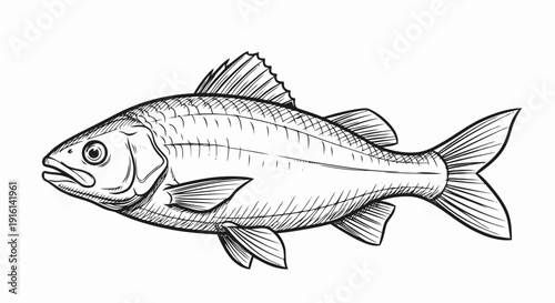 Detailed Line Drawing of a Fish.