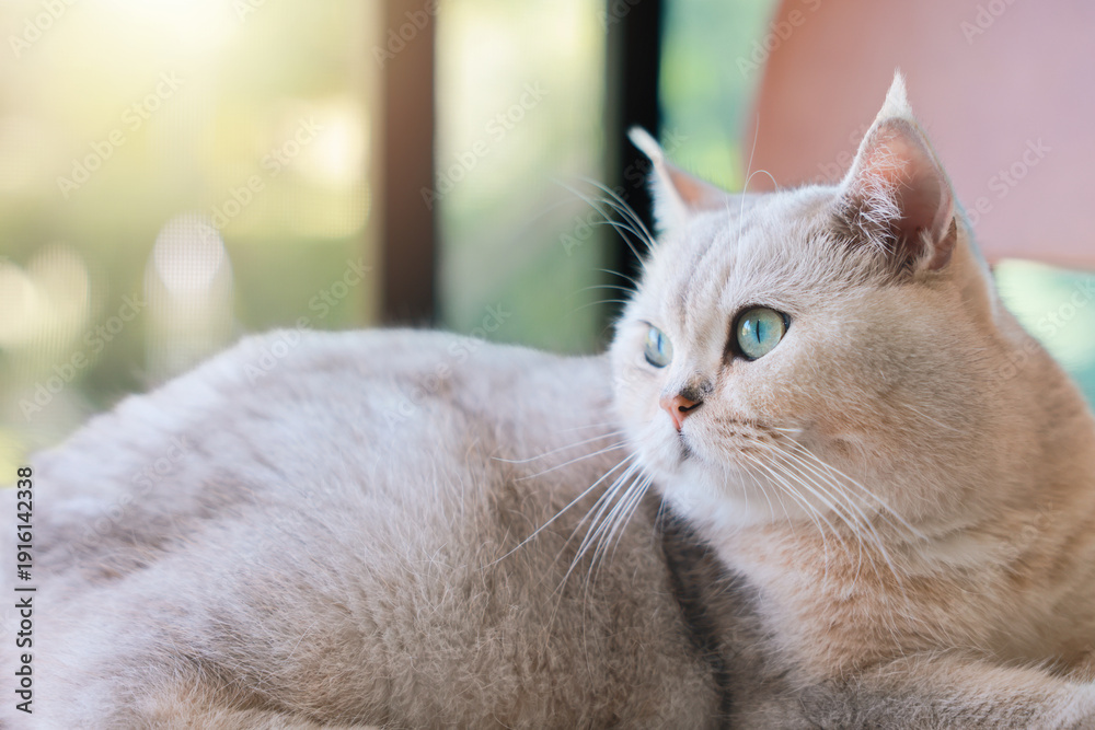 Obraz premium Close up of cute British Shorthair cat looking away with beautiful blue eyes. Concept of domestic pet care, feline health, pedigree animal lifestyle, lovely kitten at home and veterinary services.