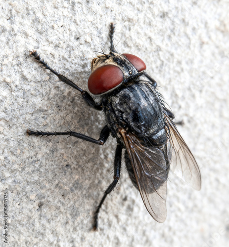 Housefly Macro Close Up on White Wall with Detailed Texture