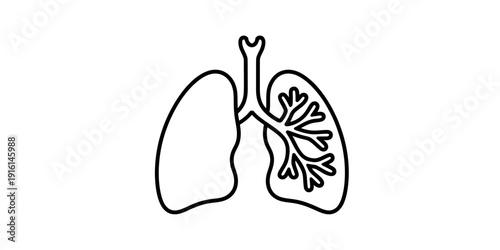 Simple line drawing of human lungs showing the trachea and bronchial tubes on a white background Vector, illustration