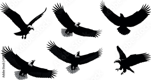 Bald eagle silhouettes vector, flying raptor illustration, landing eagle artwork, black and white design, wildlife bird, nature background, predator animal art