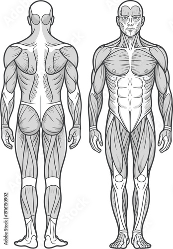 Human Muscular System Anatomy Front and Back Views muscles front view