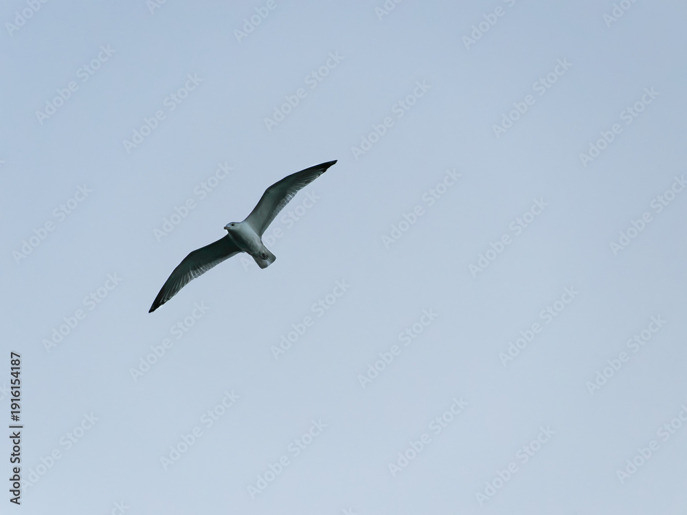 Obraz premium 静寂の空を舞うカモメ